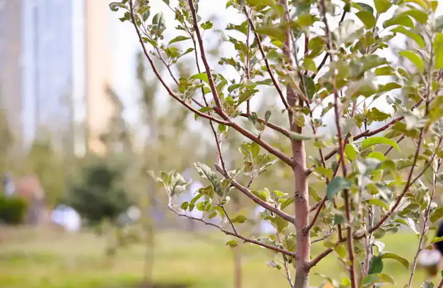 170 дворовых и общественных пространств благоустроили в Астане (5)