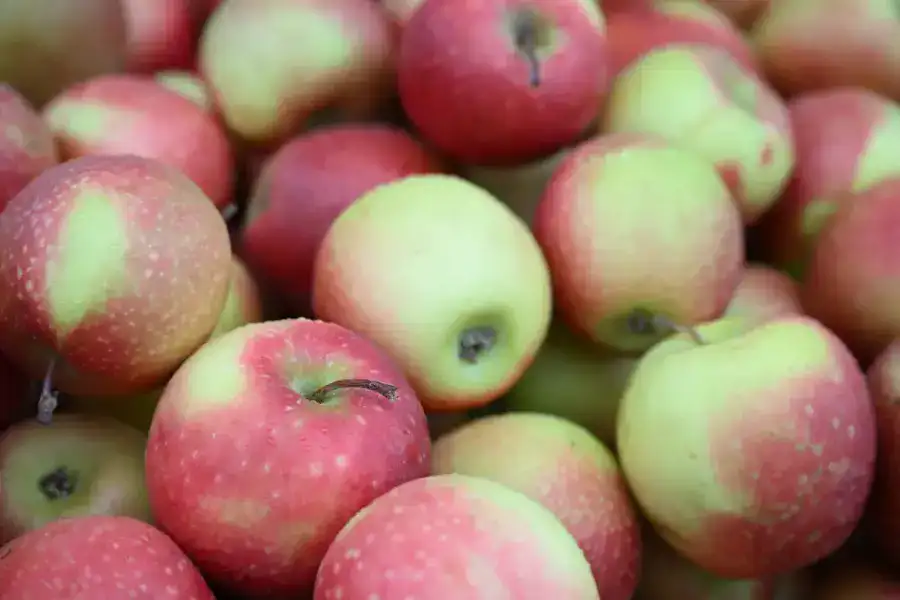 Ярмарка в Жетісу: 80 тонн свежих продуктов по доступным ценам (9)