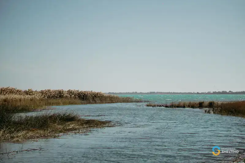 В озеро Балхаш выпустили 125 тысяч сеголеток сазана (7)