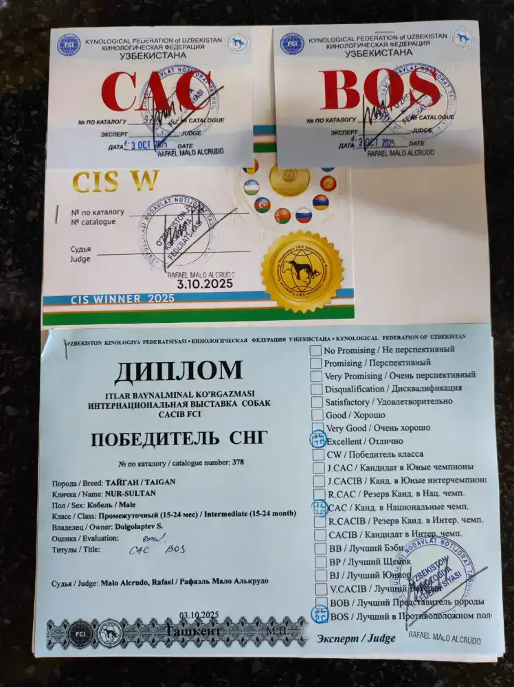 Тайган из Осакаровского района признан лучшим представителем породы в Казахстане (5)
