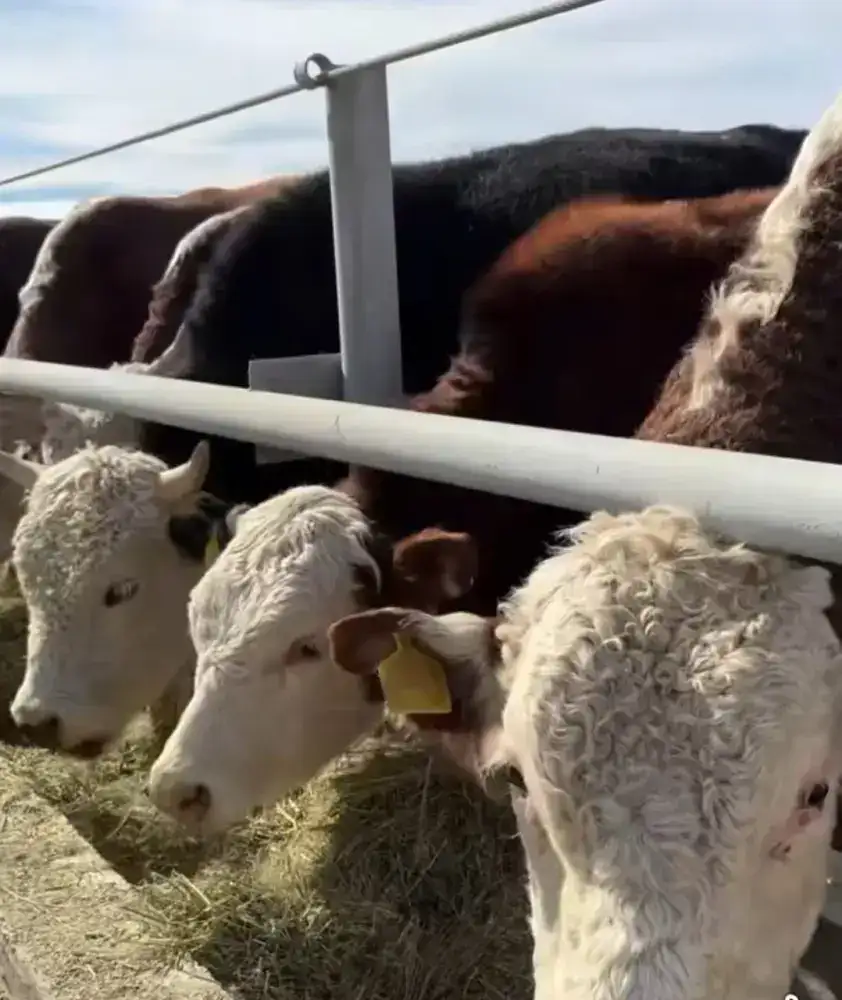 В Аксуатском районе реализуется новый проект в сфере сельского хозяйства (3)