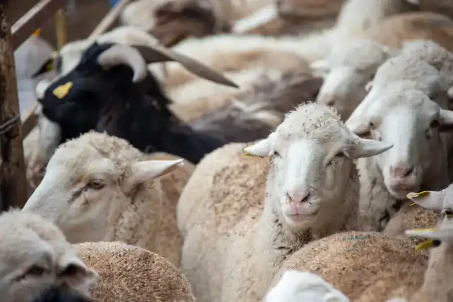 В области Жетісу к зиме заготовили уже свыше 2 млн. тонн кормов, а поголовье сельхозживотных превысило 2,7 млн. голов (3)