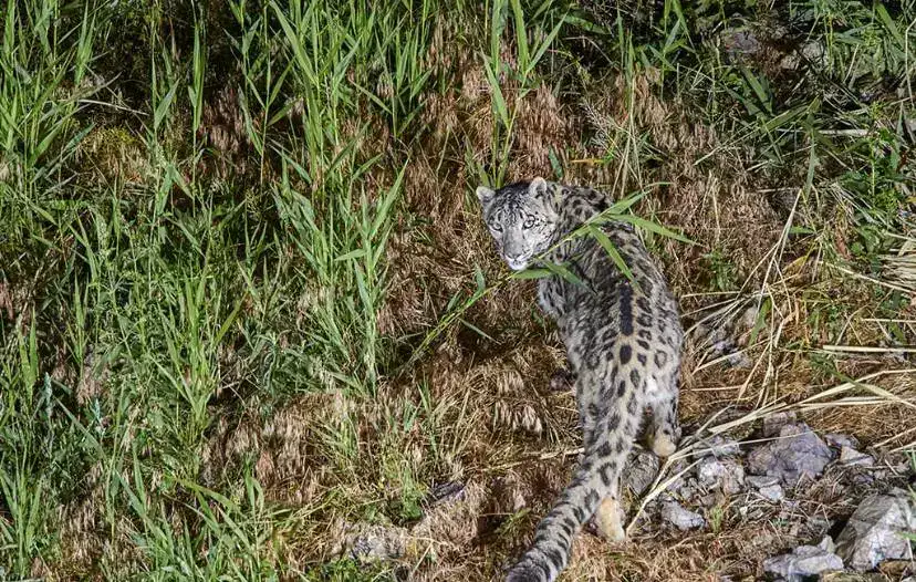 23 октября – Международный день снежного барса! (2)