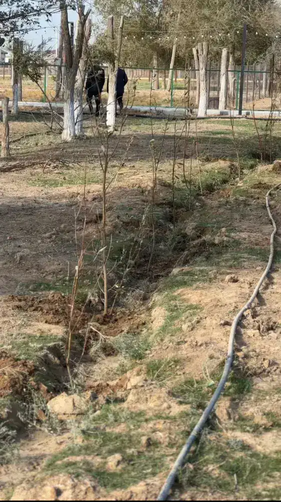 В селе Бодене в рамках акции «Таза Қазақстан» высажено более тысячи саженцев (8)