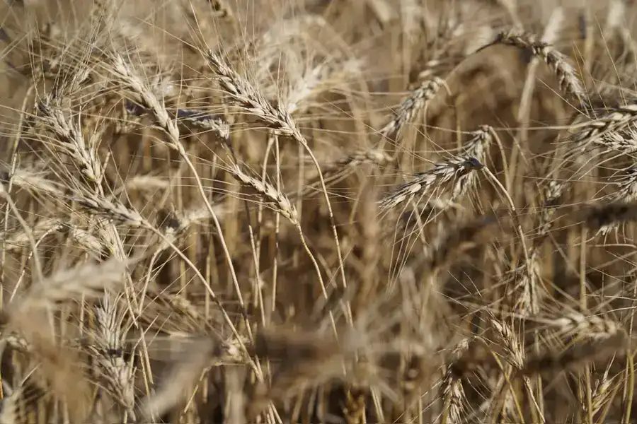 Мегаферма на 8000 голов строится в Северо-Казахстанской области (4)