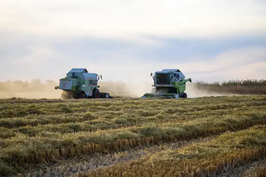 В Балхашском районе идёт активная уборка риса (4)