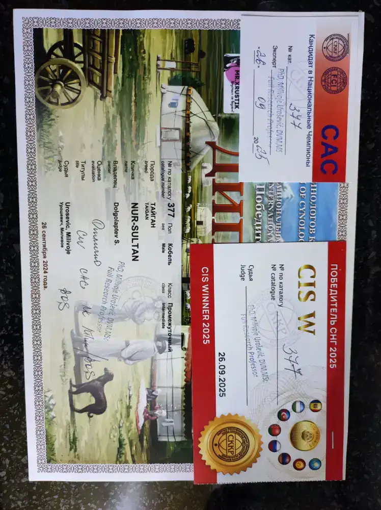 Тайган из Осакаровского района признан лучшим представителем породы в Казахстане (7)