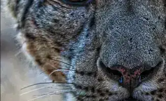 Снежный барс: праздник или призыв к защите?