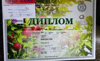 Успех тайгана из Осакаровского района: новый этап в сохранении породы в Казахстане