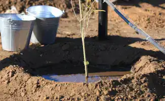 Туранга: реликт, который спасет Актобе от засухи!