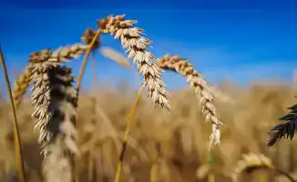 Зерновые как золотые слитки: Казахстан собрал 25,9 млн тонн урожая