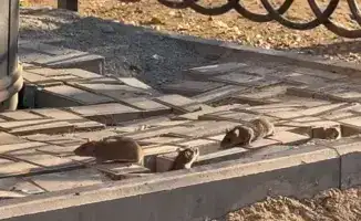 335 миллионов тенге на борьбу с крысами: Алматинцы продолжают сражаться с грызунами, которые, как тени, заполнили улицы и детские площадки города