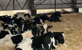 Привоз племенного скота из Дании в Актюбинскую область: перспективы для местного молочного производства