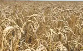 Уборочная кампания Казахстана 2023 26,3 млн тонн зерна 3 млн тонн масличных культур