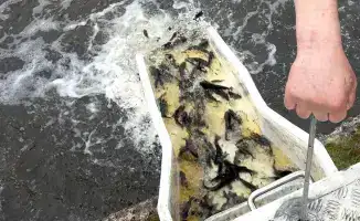 Кто очистит Есиль? 600 тысяч новых обитателей!