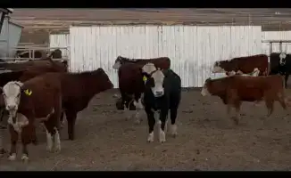 Визит Амангалия Бердалина в Актюбинскую область: перспективы развития аграрного сектора и технологий