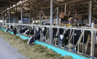 Жетісу: подготовка кормов и рост поголовья