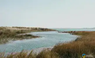 125 тысяч сазанов выпустили в Балхаш