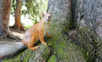 Алматинцы обеспокоены: отрава для крыс угрожает не только грызунам, но и белкам