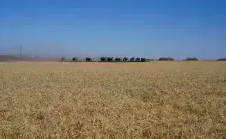 Уборочная кампания в Северо-Казахстанской области завершена с рекордным урожаем