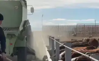 В Аксуатском районе открыта откормочная площадка на 5000 голов скота