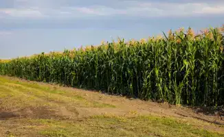 Фермеры Алматы установили рекорды по сбору урожая зерна и кукурузы