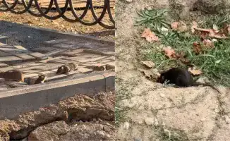 Крысиное нашествие в Алматы: жители делятся шокирующими видео с грызунами на улицах города