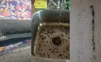 Чистота не гарантирует защиту: как социальные условия способствуют возвращению тараканов и клопов в квартиры