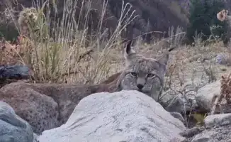 Казахстанцы запечатлели редкую рысь в Иле-Алатауском национальном парке: важность сохранения биоразнообразия