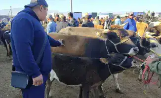 Меркенский скотный рынок: осенние итоги и жизнь чабанов