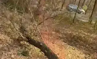 Незаконная порубка деревьев в роще Баума: угроза экологии Алматы