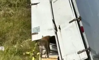 Опасные инфекции на свободе: сбежавшие макаки могут угрожать здоровью населения США