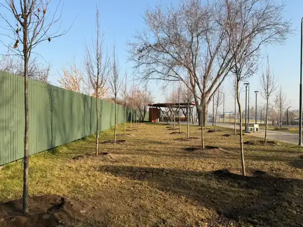 «Таза Қазақстан»: в Алматы продолжается озеленение развязки Сейфуллина–Жансугурова (3)