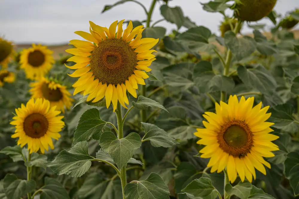 В Жетісу объем переработки производимой в регионе продукции достиг 68% (8)