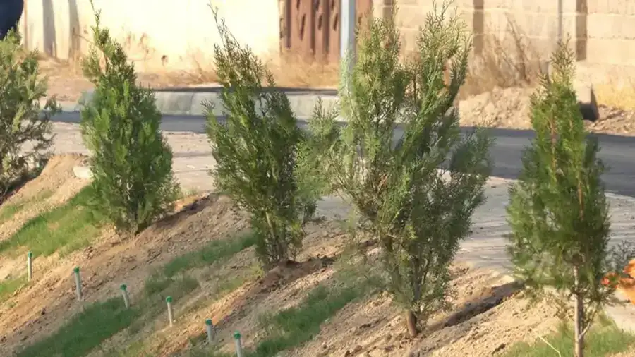 В КЕЛЕСЕ ПРОШЛА ОСЕННЯЯ АКЦИЯ ПО ПОСАДКЕ ДЕРЕВЬЕВ "ПОСАДИ БЕСПЛАТНЫЙ САЖЕНЕЦ" (3)