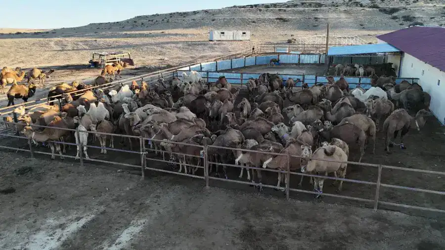 Современный цех по производству верблюжьего молока открылся в Мангистауской области (6)