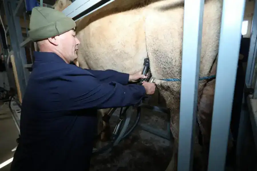 Современный цех по производству верблюжьего молока открылся в Мангистауской области (2)