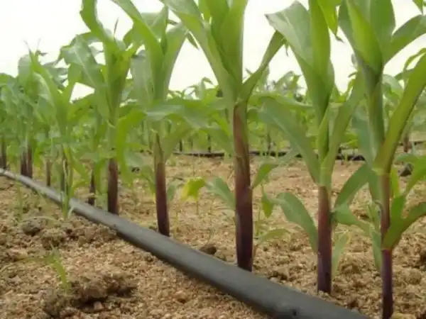 На Панфиловский район приходится 55% выращиваемой в Жетісу кукурузы (2)