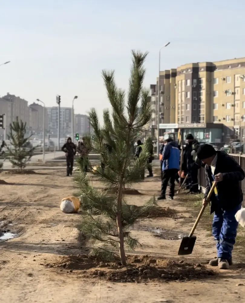 В Актобе было высажено 150 сосен, привезенных благодаря спонсорской поддержке предпринимателей (3)