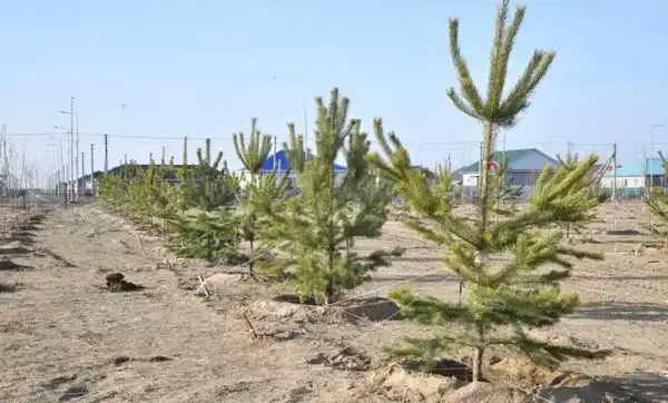В Атырау в рамках осенней кампании по озеленению высажено около 4 тысяч молодых деревьев (2)