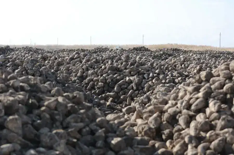 Ербол Карашукеев ознакомился с развитием свекольной отрасли в Меркенском районе (3)