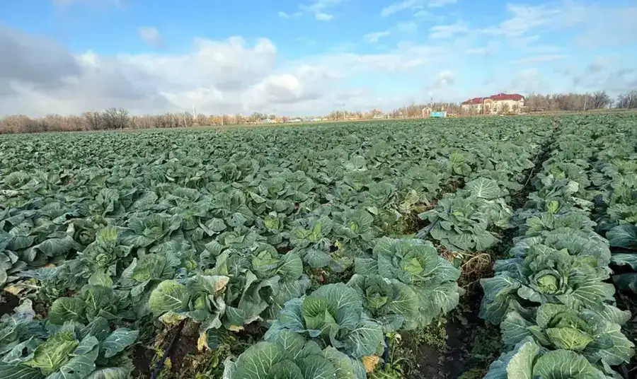 4,5 миллиарда тенге выделено на продовольственный стабилизационный фонд Актюбинской области (2)