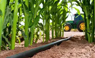 Панфиловский район собрал 182,5 тысячи тонн кукурузы — 55% урожая Жетісу!