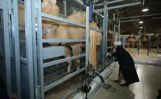 В Мангистауской области открыт новый цех по переработке верблюжьего молока с высокой автоматизацией