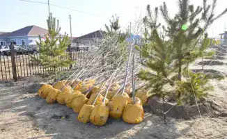 Озеленение Атырау: высадка 4 тысяч деревьев как шаг к улучшению экологической ситуации