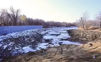 Деревья в Караганде: пересчет и обновление экосистемы!
