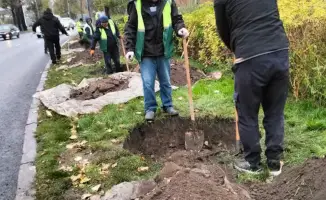 Турксибский район Алматы продолжает озеленение: высажено 1190 деревьев и 55,6 тыс. кустарников