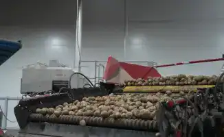 Лук и картофель: рост производства, но что с экспортом?