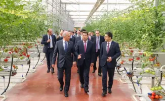 Томаты, как символ нового урожая: Шымкент открывает двери в будущее аграрной отрасли с «Alsera KZ»