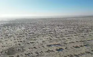 Саксаул на дне моря: леса из песка!